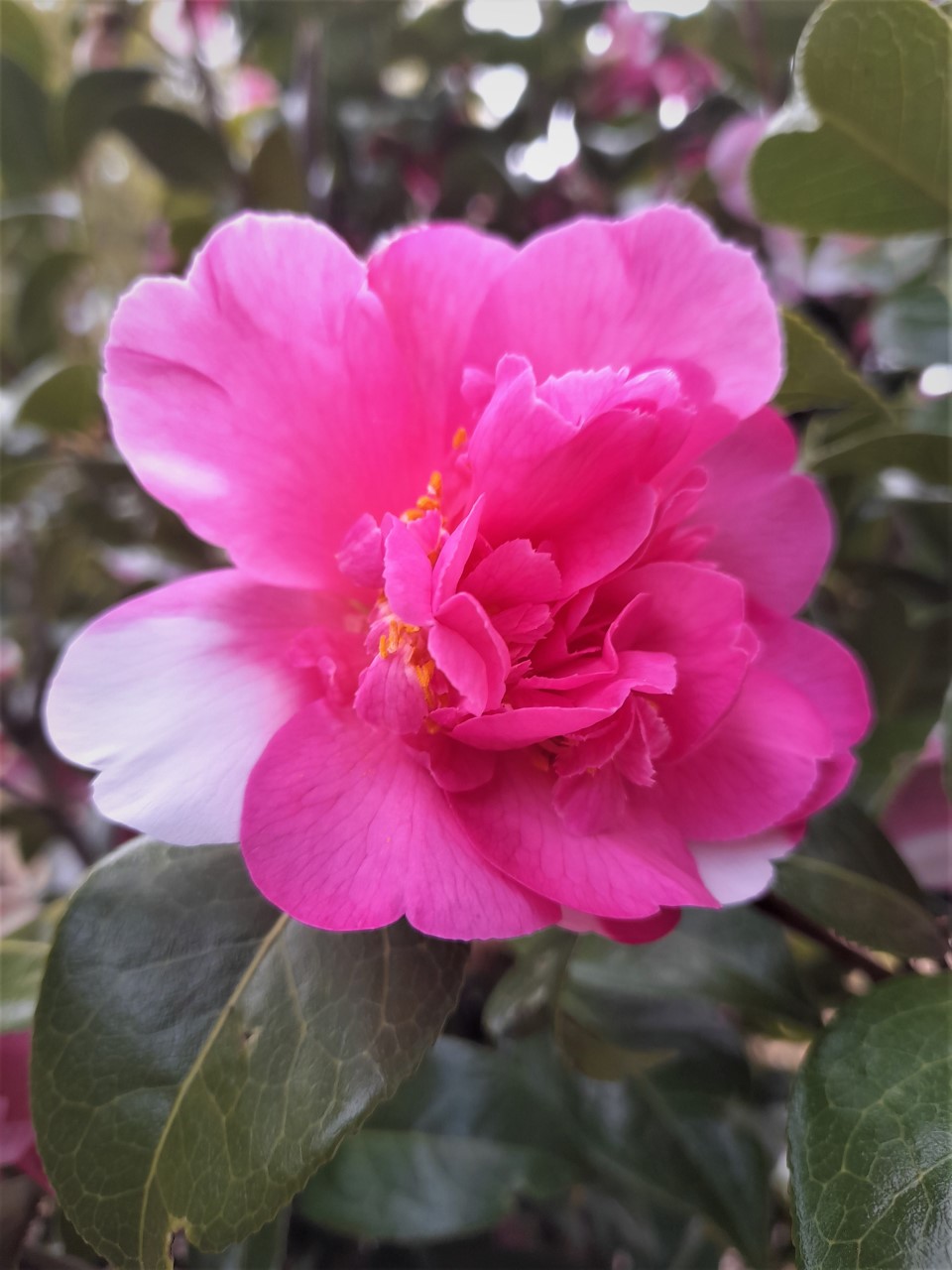 C. x williamsii 'Ballet Queen'